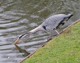 heron-fishing-bird-wildlife-nature-706504.jpg