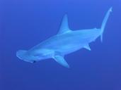 sharks-blue-underwater-266014.jpg