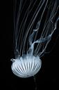 jellyfish-tentacles-nettles-nature-768624.jpg