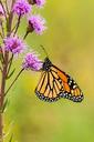 monarch-butterfly-flower-blossom-1673370.jpg