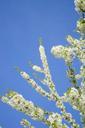 cherry-blossoms-flowers-white-tree-324533.jpg