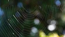 cobweb-network-weave-structure-960629.jpg