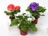 primrose-flowers-cup-primrose-564126.jpg