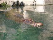 alligator-crocodile-gator-animals-70866.jpg