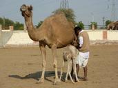 camel-farm-bikaner-india-201743.jpg