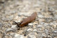 snail-nature-animals-land-snail-168344.jpg