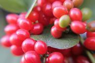 berries-red-fruits-food-natural-68985.jpg