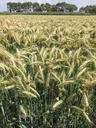 wheat-durum-wheat-field-cereal-1621828.jpg