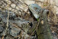 iguana-reptile-lizard-animal-498519.jpg