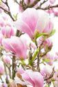 magnolia-magnolia-blossom-flowers-324236.jpg