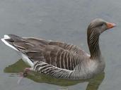 bean-goose-feathered-animal-329429.jpg