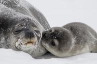 seals-baby-pup-mother-kisses-988010.jpg