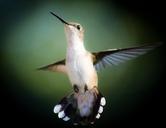 bird-hummingbird-flight-outside-246114.jpg