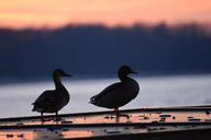 ducks-afterglow-sunset-evening-sky-557128.jpg