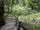 trail-walkway-walk-park-wooden-928028.jpg