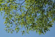 leaves-green-robinia-common-maple-141573.jpg