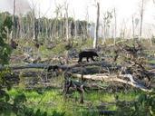 A black bear and cub travel.jpg