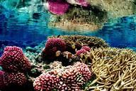 Colorful underwater landscape of a coral reef.jpg