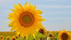 sunflower-yellow-flower-832792.jpg