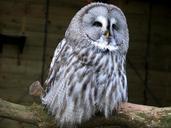 barn-owl-animals-bird-after-active-871382.jpg