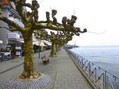 trees-seaside-colonnade-beach-front-642871.jpg