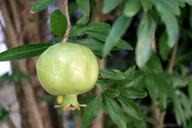 pomegranate-fruit-green-nutrition-1258067.jpg