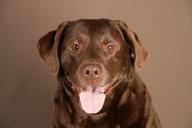 labrador-dog-animal-brown-pet-936086.jpg