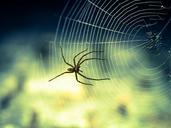 spider-web-nature-animal-horror-1034338.jpg