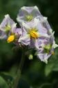 potato-flower-989488.jpg