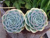 succulents-plant-flower-574691.jpg