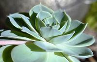 succulents-plant-green-nature-1651220.jpg