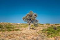 tree-arid-desert-solo-individual-839675.jpg