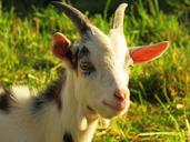 goat-billy-goat-horns-horned-1583018.jpg