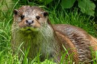 otter-lutra-animal-zoo-wet-1200463.jpg