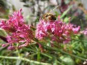 bee-insect-flower-nature-spring-604853.jpg