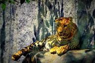 leopard-cheetah-attitude-animal-685651.jpg