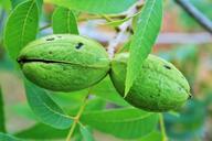 nut-pecan-shell-green-maturing-316219.jpg