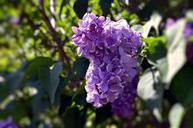 purple-flower-floral-purple-flowers-1325973.jpg