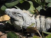 iguana-reptile-wildlife-mexico-567909.jpg