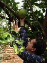 lime-fruit-juicy-green-garden-man-739975.jpg