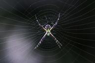 spider-web-nature-insect-spiderweb-587611.jpg