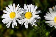 daisy-bellis-philosophy-tausendsch%C3%B6n-348549.jpg