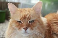 cat-red-red-tabby-face-close-340617.jpg