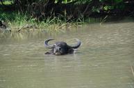 buffalo-water-bath-cool-animal-70365.jpg