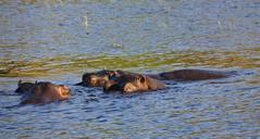 hippo-hippopotamus-river-water-73148.jpg