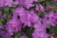 purple-flower-purple-flower-bush-359992.jpg