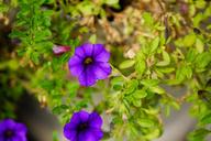 purple-flower-flower-leaves-blossom-1589556.jpg