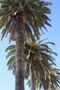 palm-tree-leaves-beach-637768.jpg