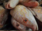 fresh-fish-market-food-raw-display-1285921.jpg