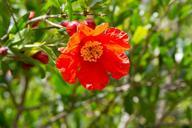 pomegranate-flower-flowering-trees-219754.jpg